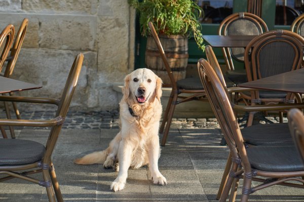 Pourquoi et comment devenir dog-friendly ?