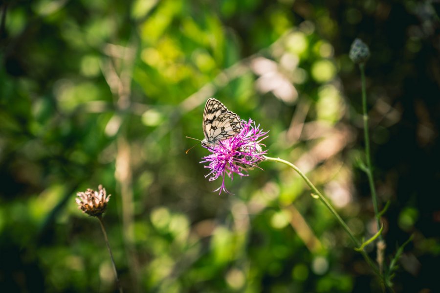ENS – Valoriser la nature dans l’Eure